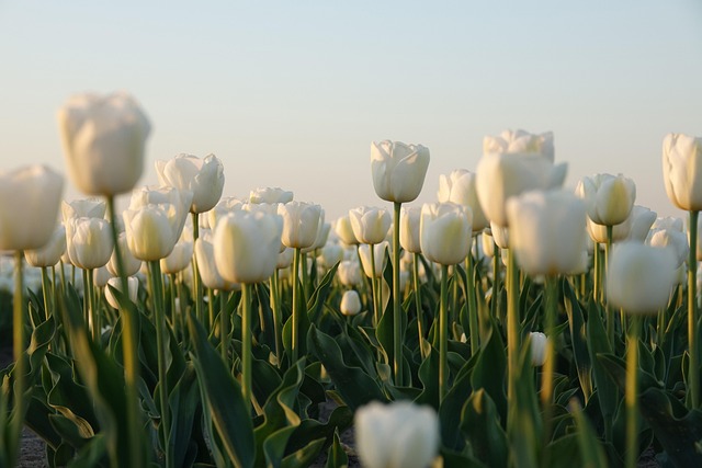 kvitnúce tulipány
