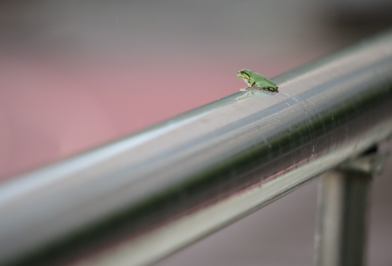 Žaba na zábradlí